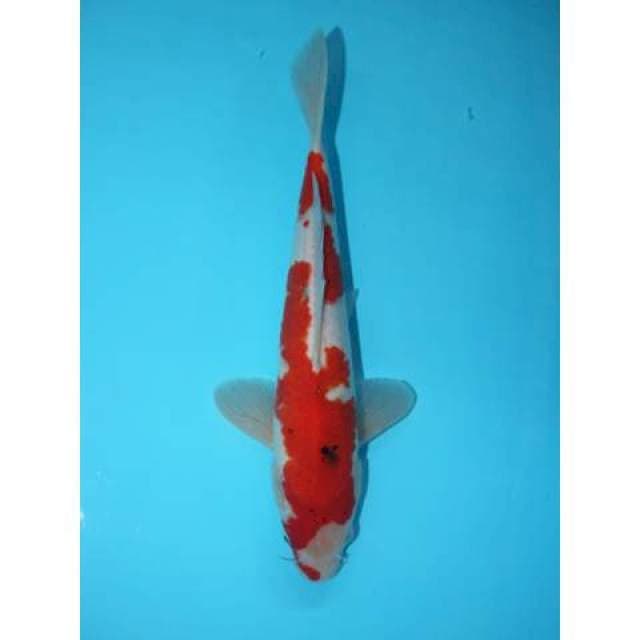 SANKE 28 CM
