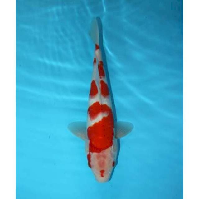 KOHAKU 28 CM