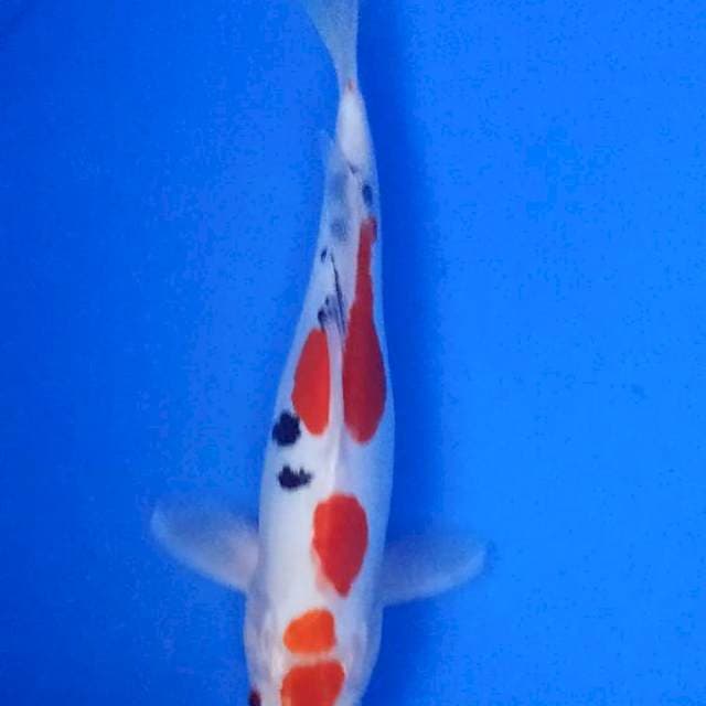 sanke doitshu murni 26cm