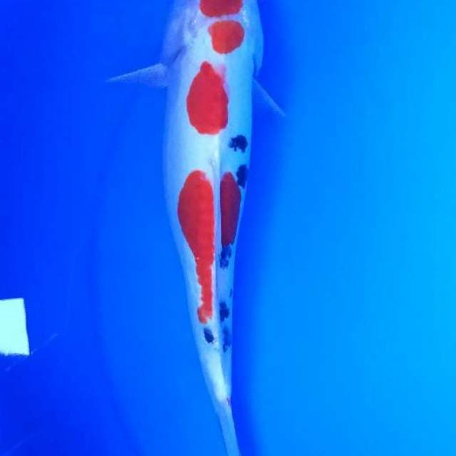 sanke doitshu murni 26cm
