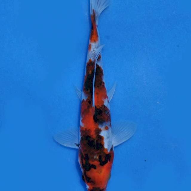 Showa 18cm (Marusei Sertifikat). Import & sertifikat