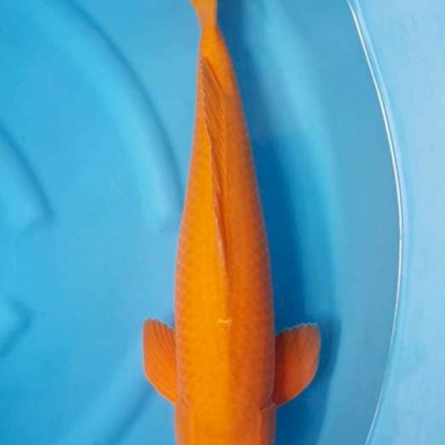 Chagoi lemon F1 sq