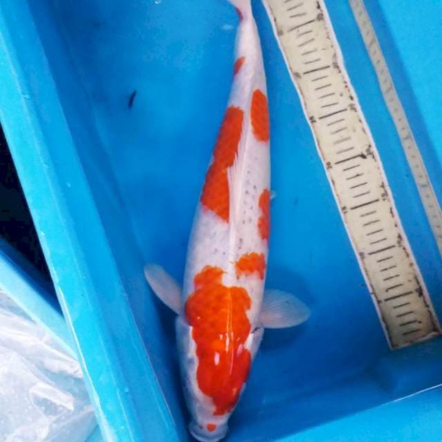goshiki bongsor 49cm 