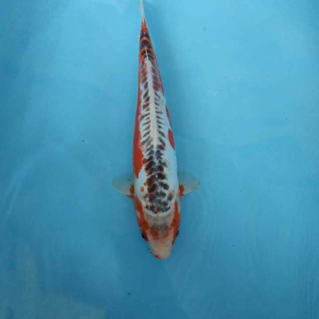 Hana shusui