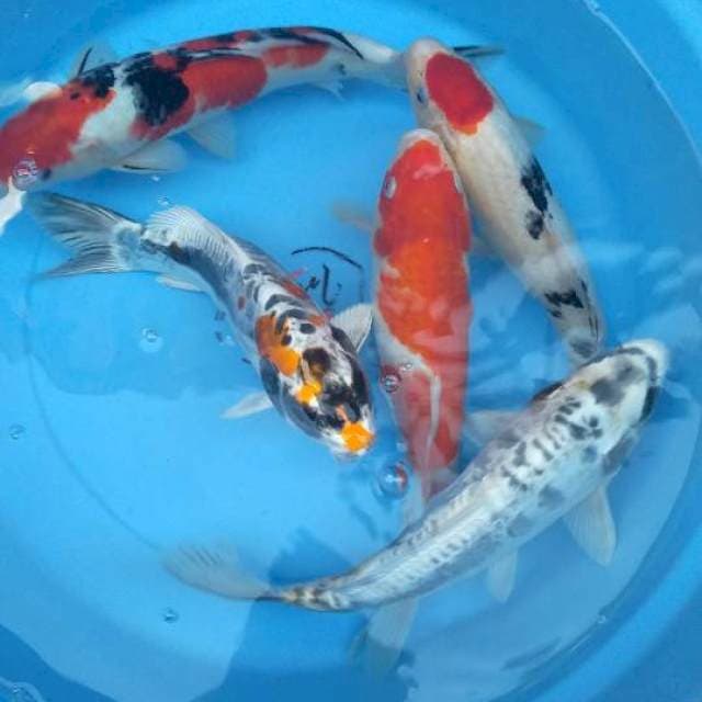 Mix 5 ekor 30cm
