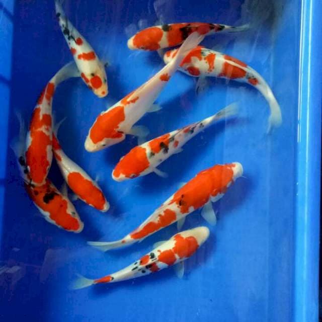 Mix 10 ekor 20-25cm