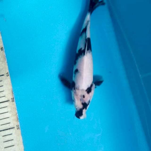 Shiro 25cm