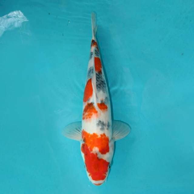 TATEGOI SHOWA 37 CM