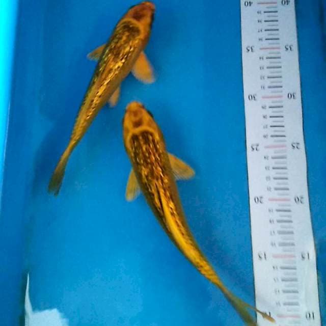 Kin matsuba ginrin 22&24cm