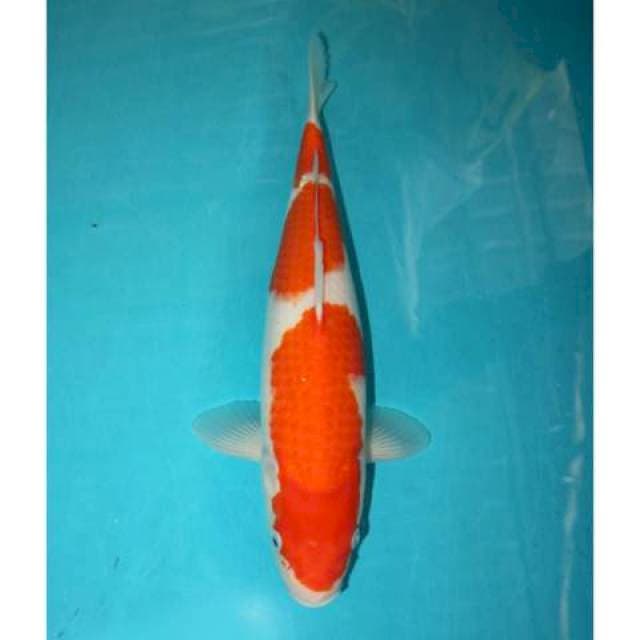 KOHAKU CALON INDUK 37 CM