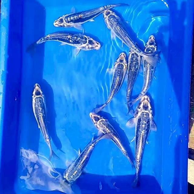 Paket kiko 10 ekor