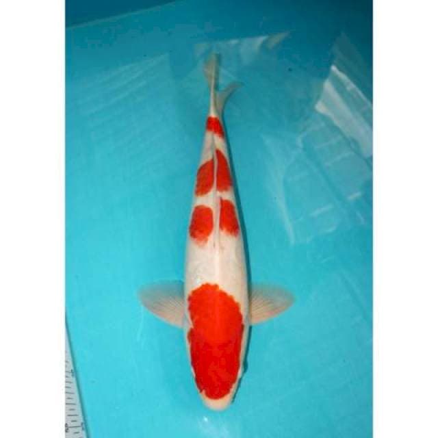 RED KOHAKU JANTAN 42 CM 