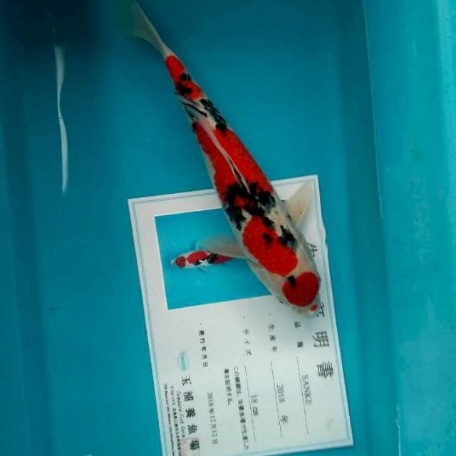 Sanke import tamaura farm