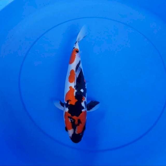 Doitsu murni 28 cm