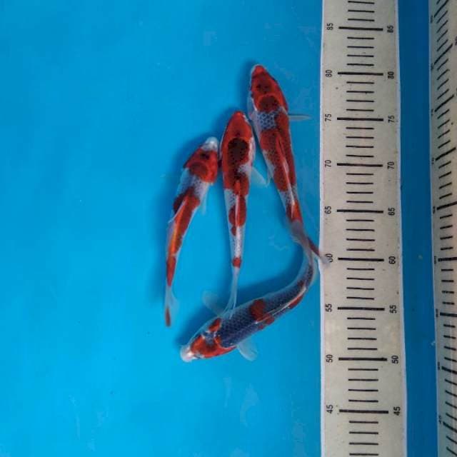 Gosiki