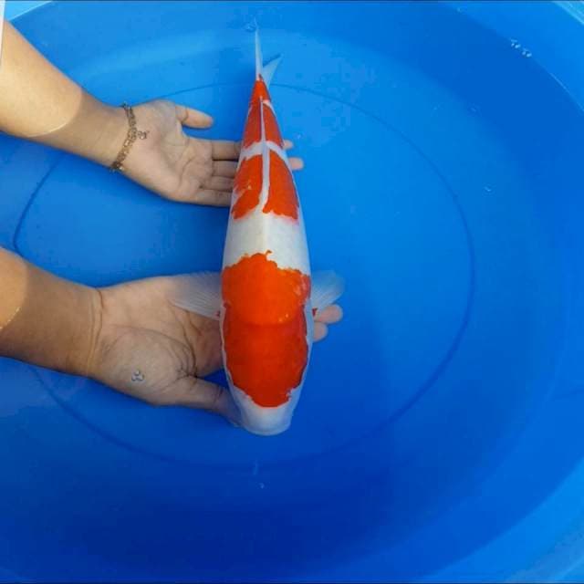 Kohaku 40 bu