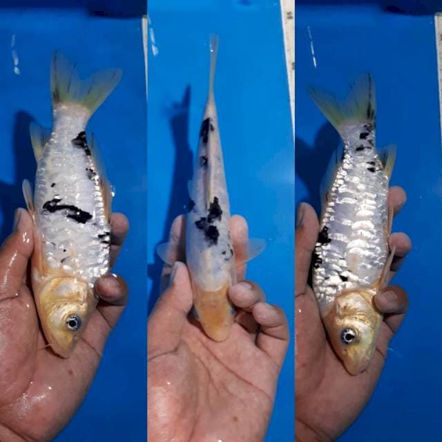 BEKKO ANTIK SISIK NAGA FULL 20 CM