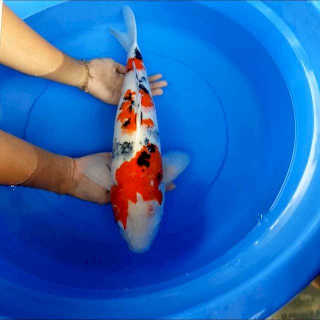 Sanke 46 cm