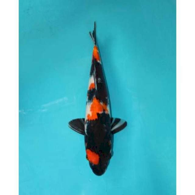Showa Garang 40 cm 