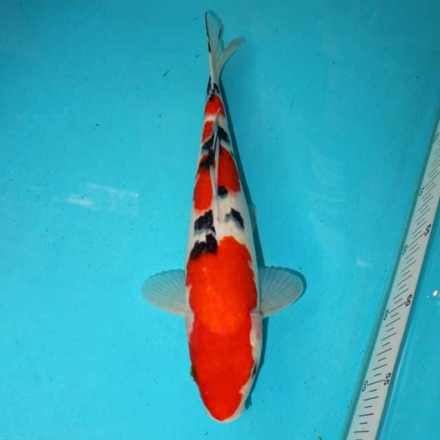 Sanke Good Skin 31 cm