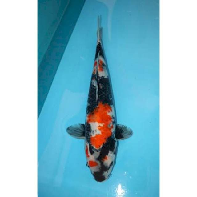 Showa 43 cm