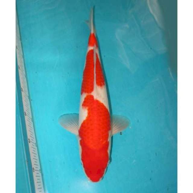 Kohaku 38 cm