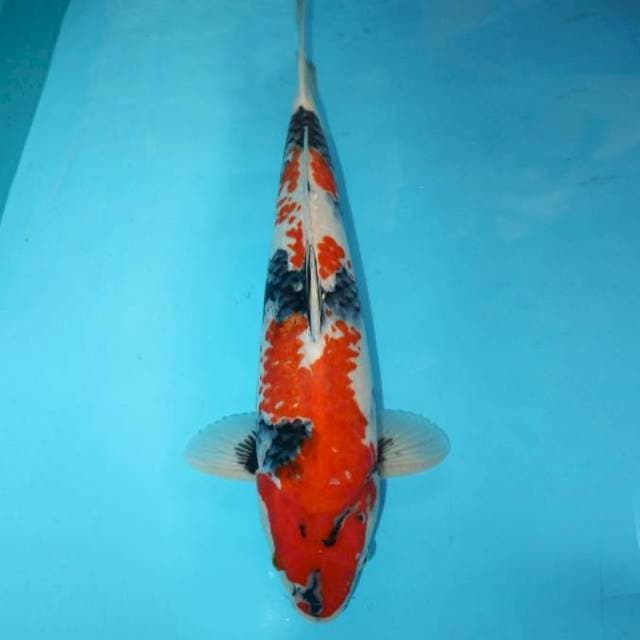 Showa 44 cm