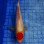 Tancho Kohaku 20cm