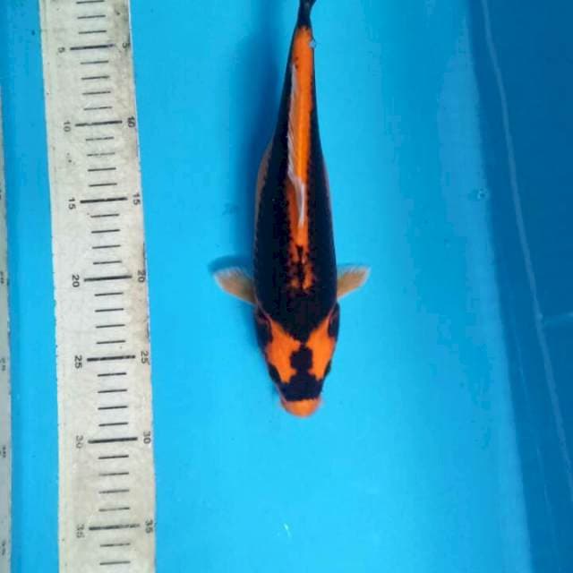 Kabuto 27cm