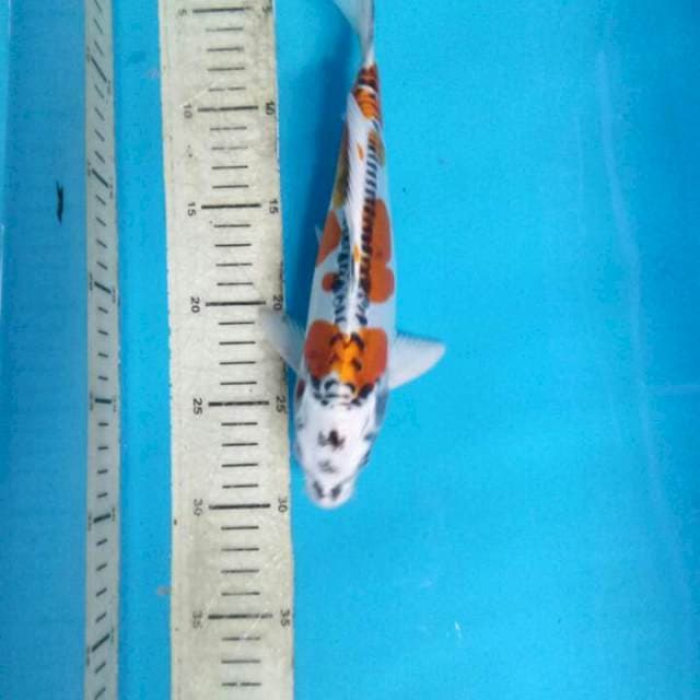 Kujaku doit 26cm