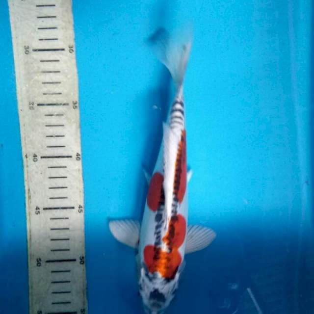 Kujaku doit 26cm