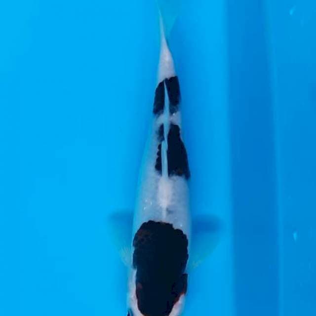 Koromo , free handling tuban koi show