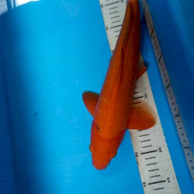 Benigoi 41cm