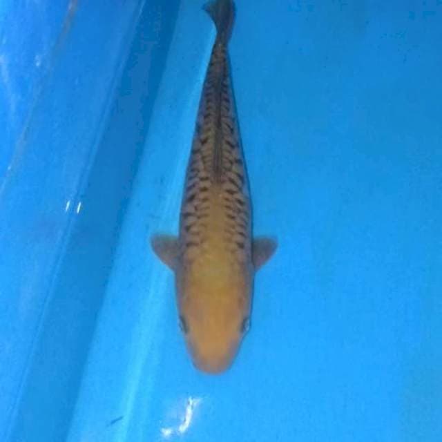 Chagoi Aragoke Sangar
