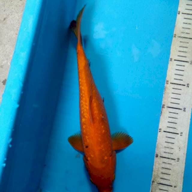 Karasi 37cm
