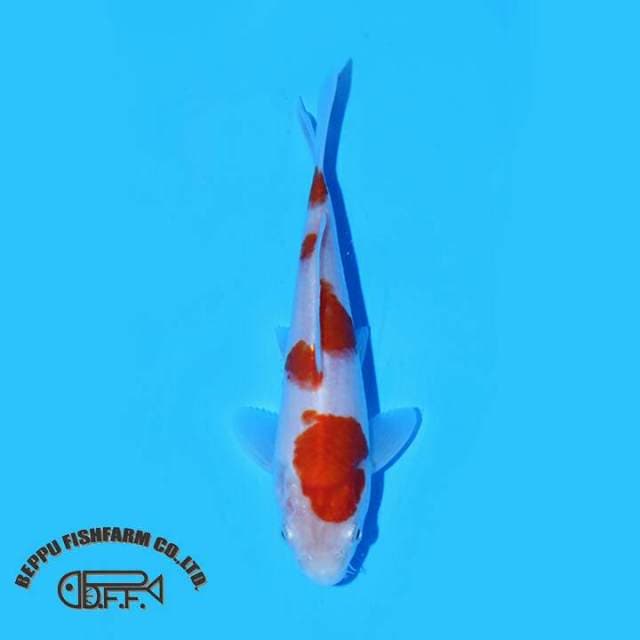 KOHAKU IMPOR HQ