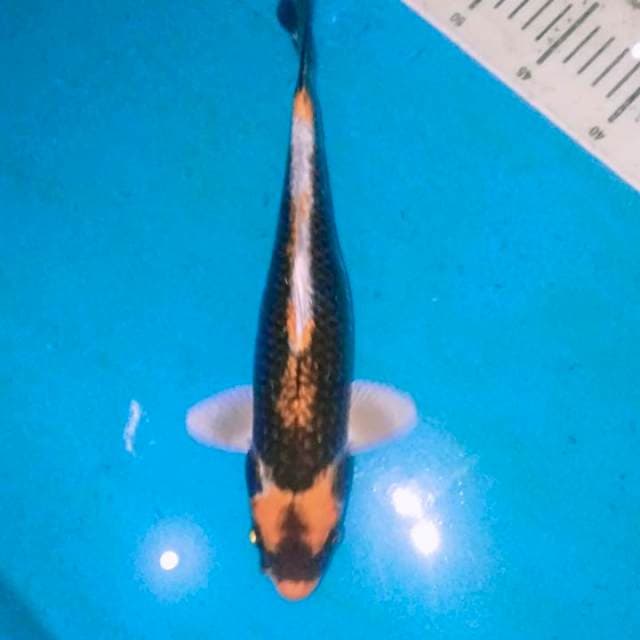 Unique kabuto