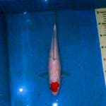 Red Original Tancho Kohaku