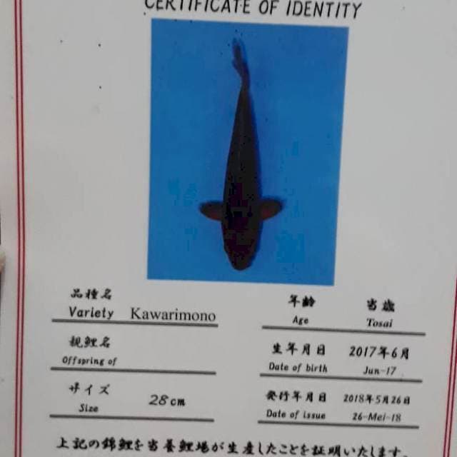 Chagoi Dainichi Certi breeder