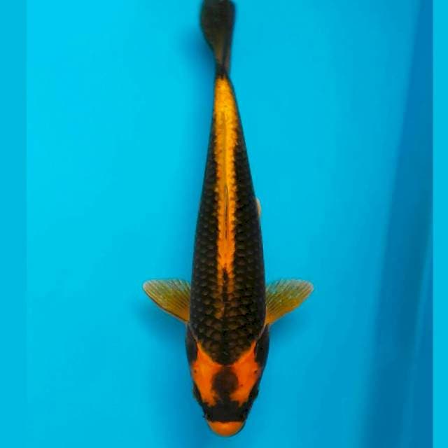37cm KIN KABUTO JINAK