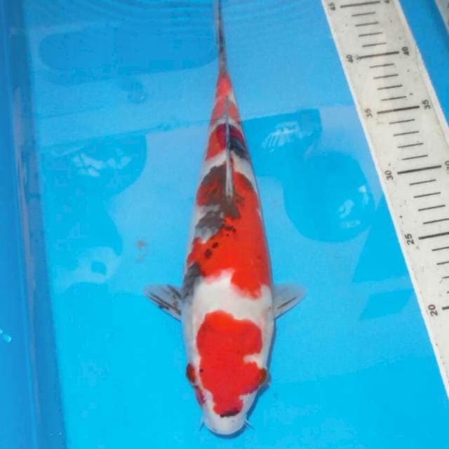 30CM KINDAI SHOWA