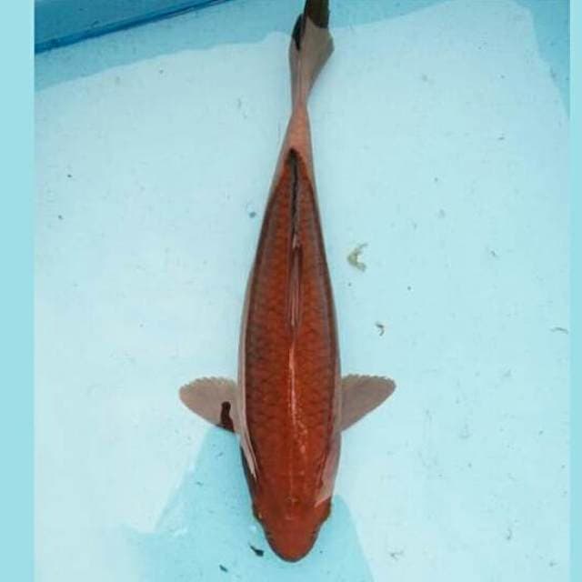 40CM CAGOI BULKY TEMBAGA