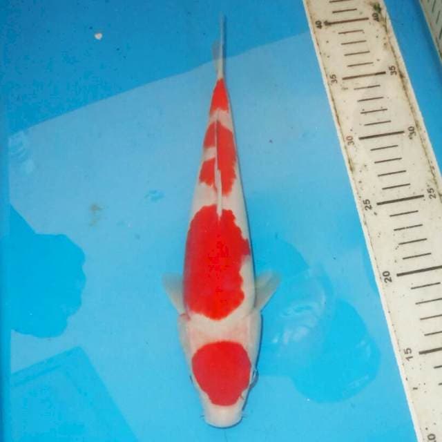 27CM MARUTEN KOHAKU