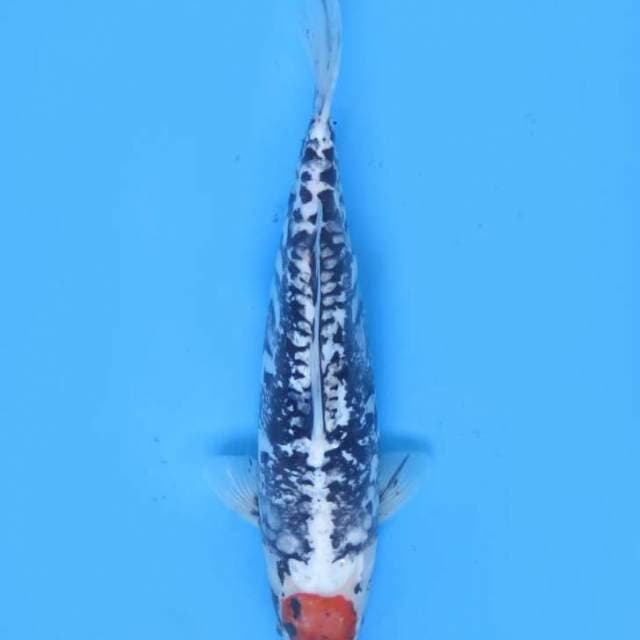 Tancho Beni kumonriyu, Female , 37Cm