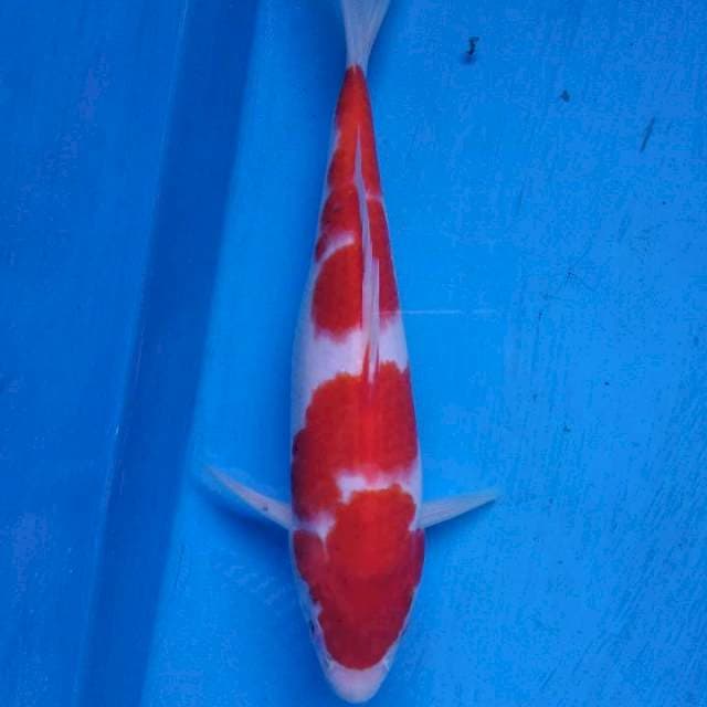 Kohaku
