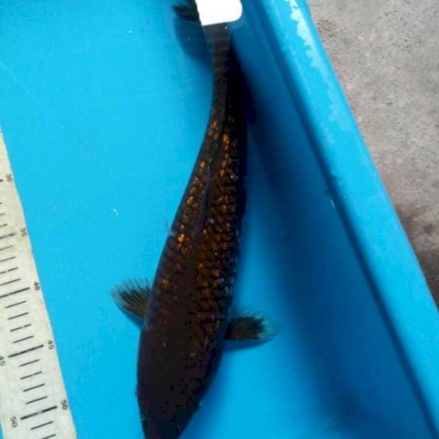Kingirin 40cm