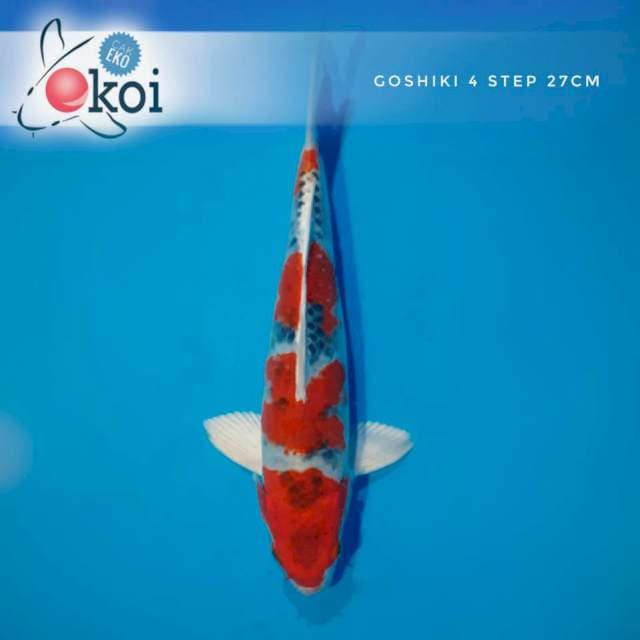Kujaku goshiki 4 step