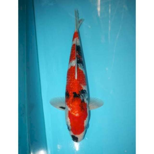 SHOWA TATEGOI POLA BAGUS 36 CM