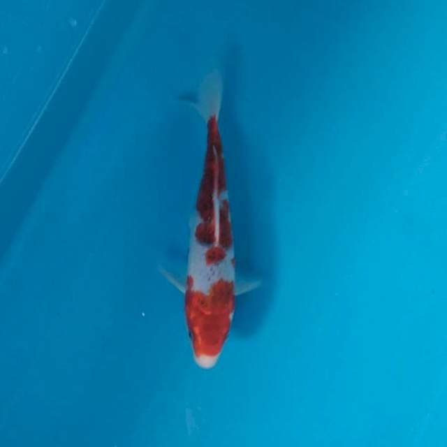 Gosiki