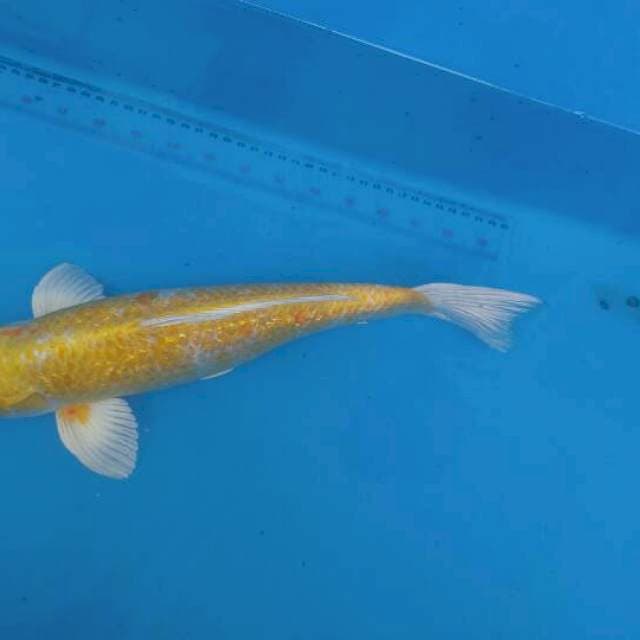 Hariwake 38cm
